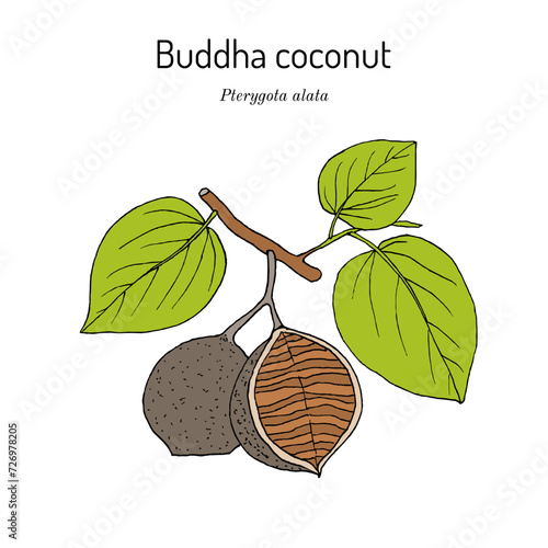 Buddha coconut (Pterygota alata), medicinal plant photo