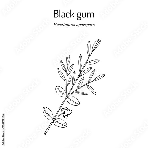 Black gum  Eucalyptus aggregata   medicinal plant