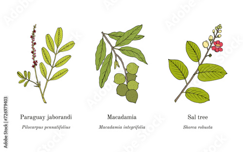 Collection of edible and medicinal plants