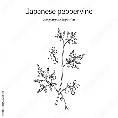 Japanese peppervine (ampelopsis japonica), medicinal plant