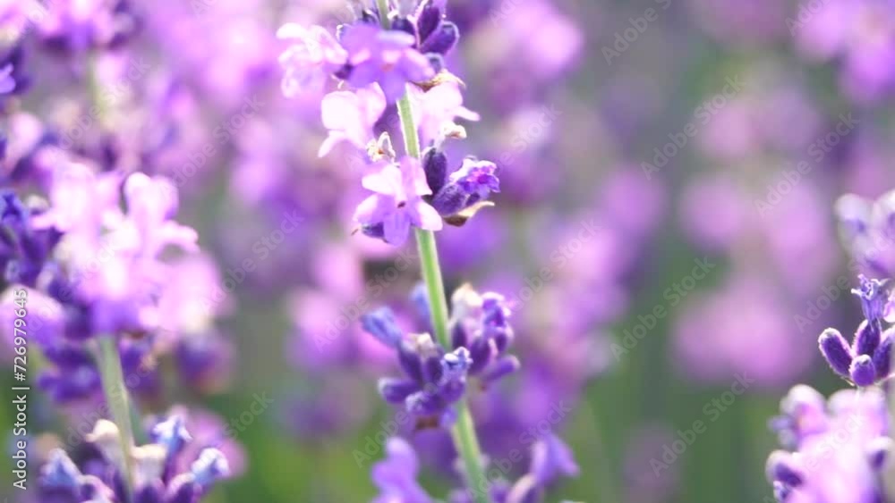 Lavender fields with fragrant purple flowers bloom at sunset. Lush lavender bushes in endless rows. Organic Lavender Oil Production in Europe. Garden aromatherapy. Slow motion, close up Lavender fields with fragrant purple flowers bloom at sunset. Lush lavender bushes in endless rows. Organic Lavender Oil Production in Europe. Garden aromatherapy. Slow motion, close up