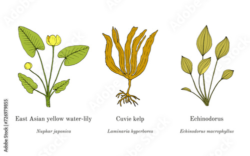 Collection of edible and medicinal plants photo