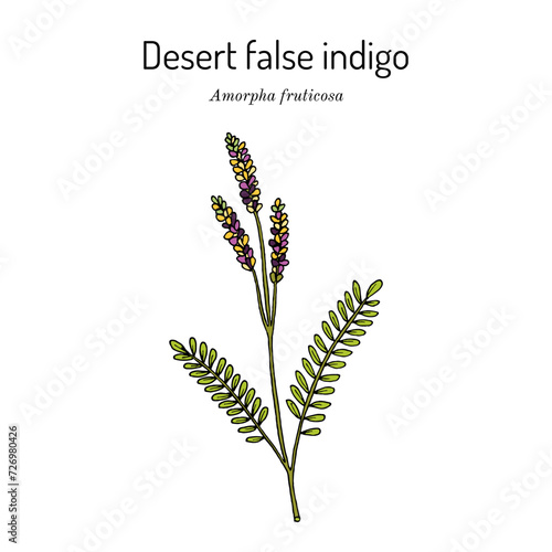 Desert false indigo (Amorpha fruticosa), medicinal plant photo