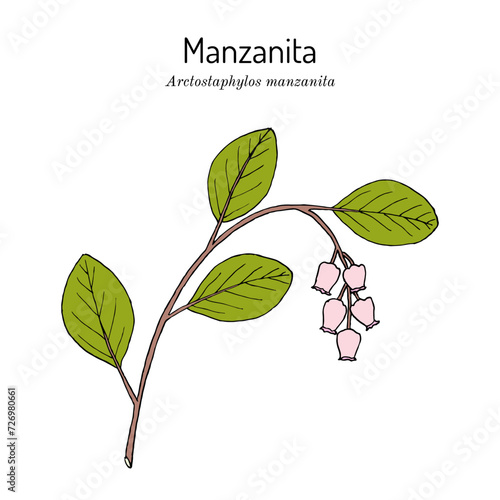Manzanita (Arctostaphylos manzanita), medicinal plant
