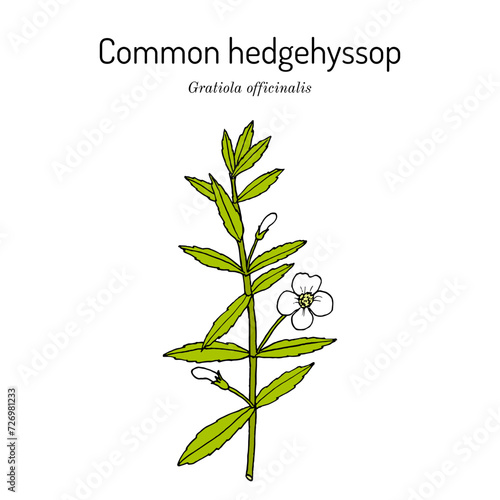 Common hedgehyssop (Gratiola officinalis), medicinal plant