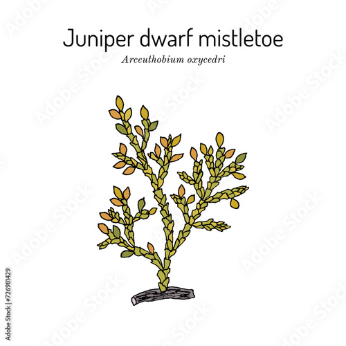 Juniper dwarf mistletoe (Arceuthobium oxycedri), medicinal plant