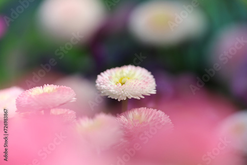 Closeup of beautiful buquet of pink spring flowers  with Ranunculus, Bellis, Viola, Forget Me Not and Daisy flowers in a sunny cottage garden in the sunshine. photo