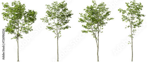 Realistic outdoor trees shapes cutout backgrounds 3d render png