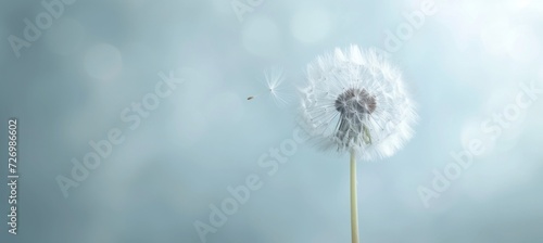 dandelion wind  in the style of light white and sky-blue