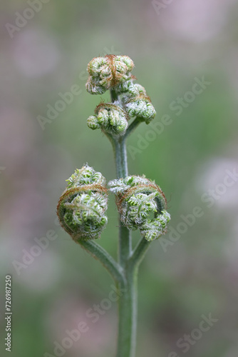 Bracken, Pteridium aquilinum, also known as brake or common bracken, new shoots of a fern from Finland