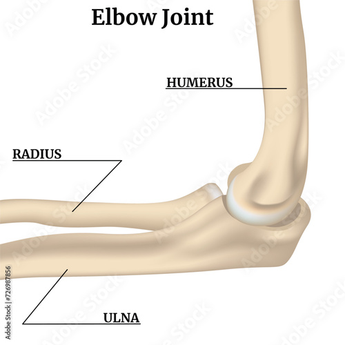 Rendering of the elbow joint with description. Medical poster. Vector illustration