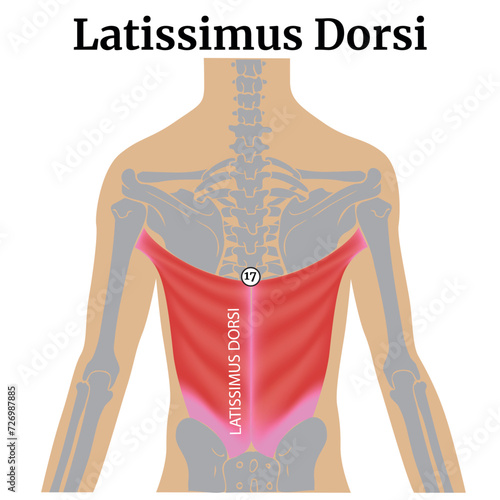 Latissimus dorsi. Anatomy of the back muscles. Medical poster. Vector illustration