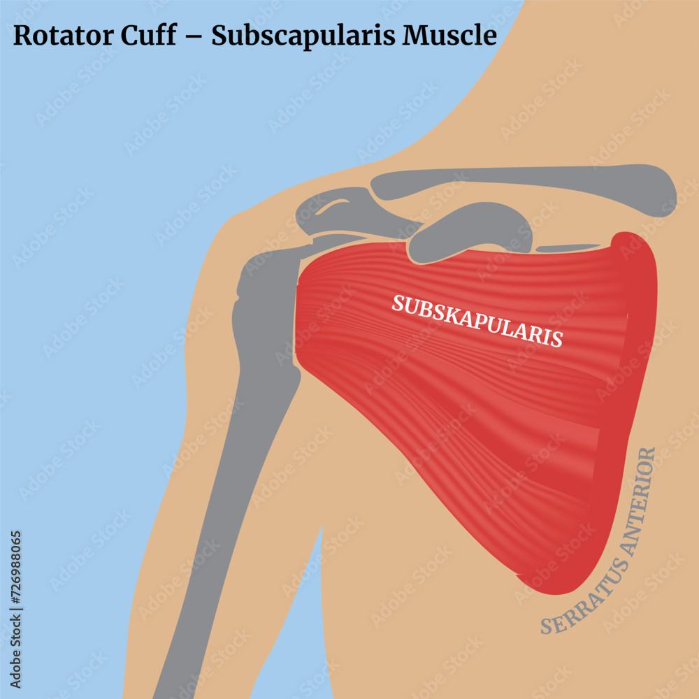 Rotator cuff, subscapularis muscle. The structure of the muscles of the ...