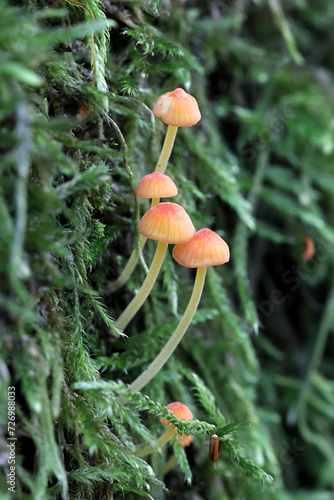 Orange bonnet, Mycena acicula, also known as coral spring Mycena, wild mushroom from Finland photo