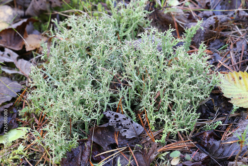 Organ-pipe lichen, Cladonia crispata, cup-bearing lichens from Finland photo