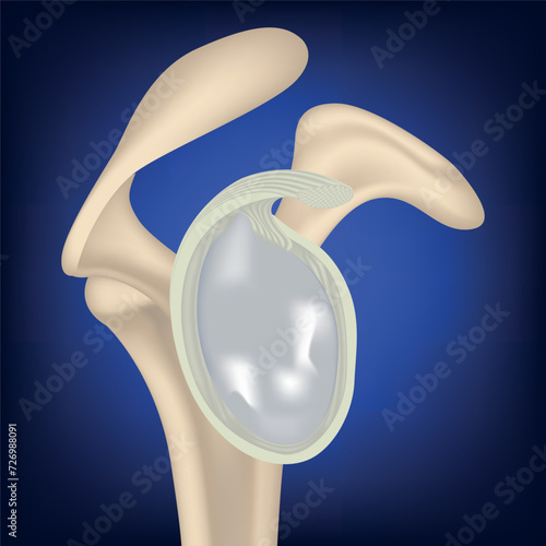 Realistic collarbone on a blue background. Anatomy of the glenoid cavity of the key joint. Realistic rendering. Medical poster. Vector illustration