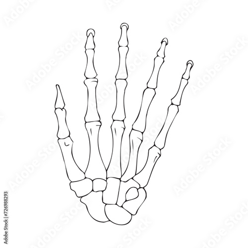 Contour drawing of the bones of the human hand. Anatomy of the limbs. Medical poster. Vector illustration