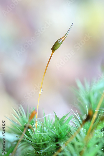 Spore capsule of broom forkmoss Dicranum scoparium, also known as broom moss, mosses from Finland
