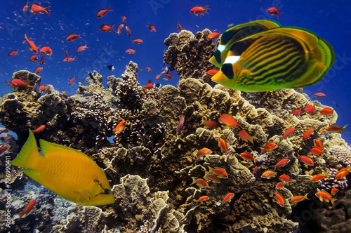 Coral Reef in the Red Sea with Lyretail Anthias