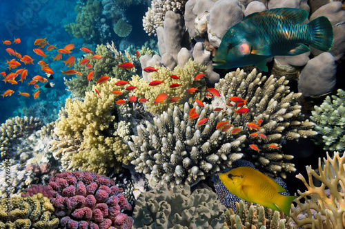 Hard corals and Tropical fish in the Red Sea
