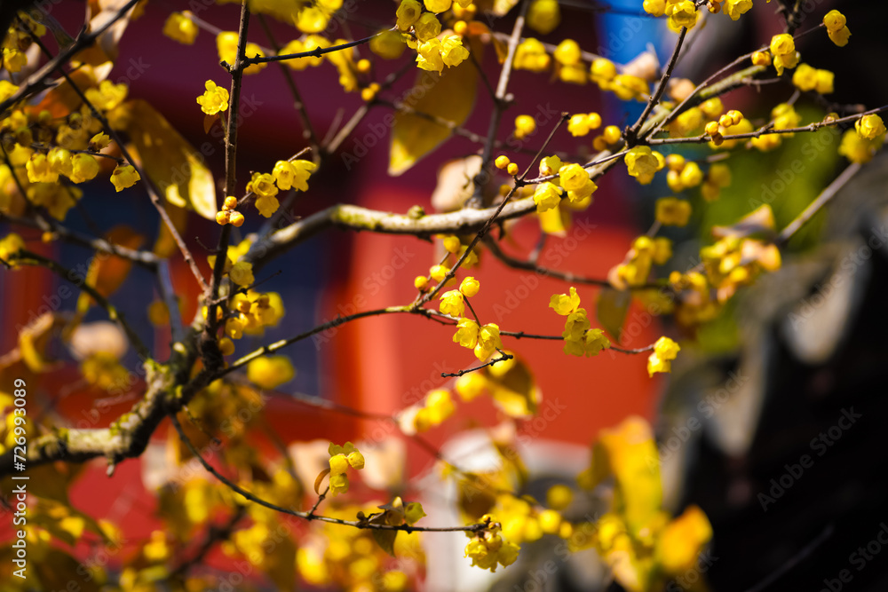 Chinese Ancient Architecture and Winter Plum Blossoms Chinese Ancient Architecture and Winter Plum Blossoms