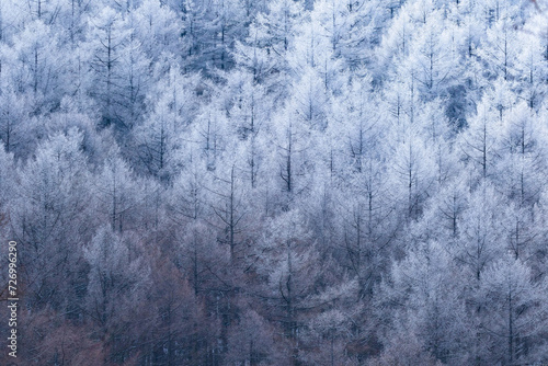 霧氷に覆われた厳冬のカラマツ林 © MEADOWSCAPE