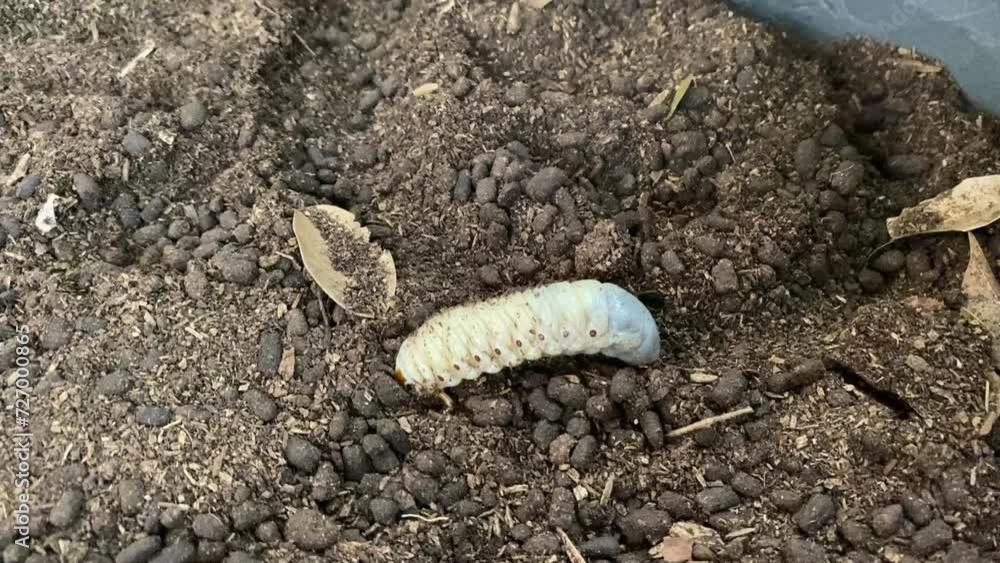 Grub Worms or Rhinoceros Beetle grow in soil agriculture gardening. Worm insects for eating as food it is good source of protein edible. Grub Worms or Rhinoceros Beetle grow in soil agriculture gardening. Worm insects for eating as food it is good source of protein edible.