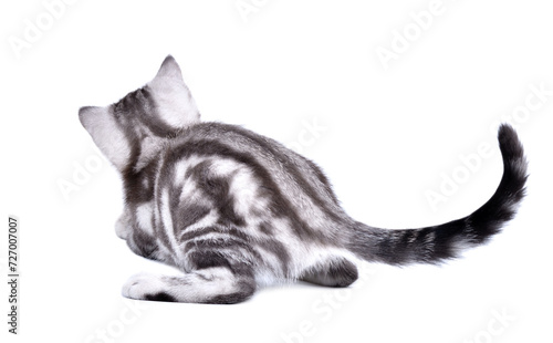 Playful kitten scottish straight, back view, isolated on white background
