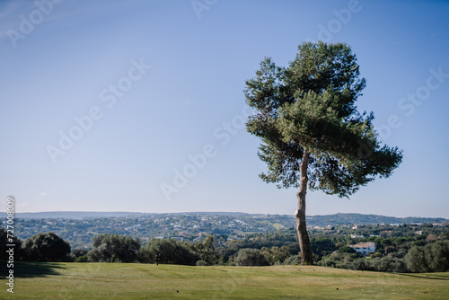 Sotogrante  Spain - January 27  2024 - Lone tree stands on a golf course with a panoramic view of a hilly landscape dotted with buildings under a blue sky.