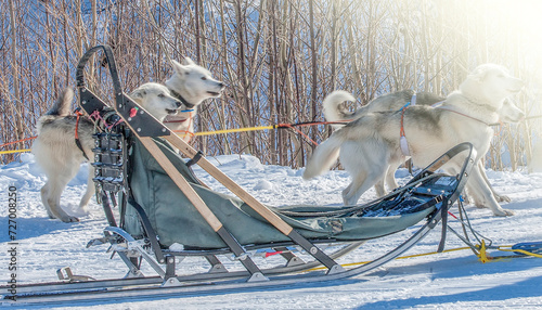 фотографія Traditional wood sled with blue blanket is ready to be harnessed with dogs