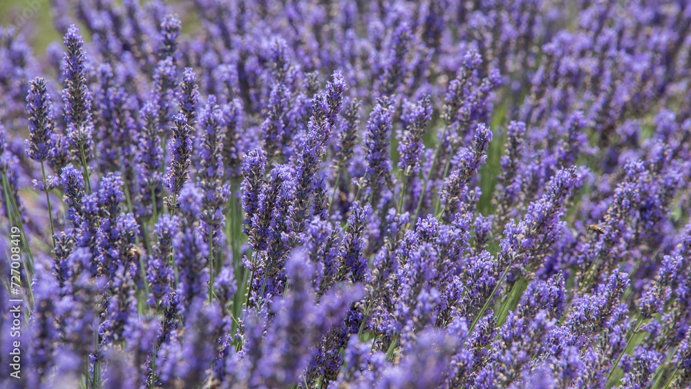 Fototapeta premium Lavenders, Provence