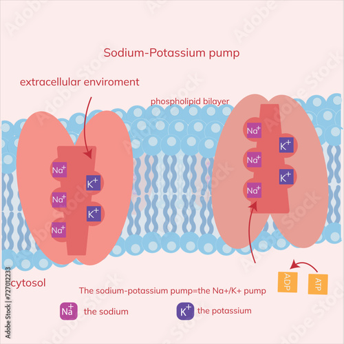 This is the sodium-potassium pump which is in the phospholipid bilayer of the cell. This protein pump is for the active transport of sodium(Natrium) and potassium(Kalium) ions against the gradient.