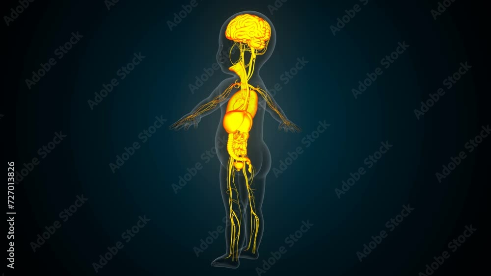 Human digestion liver,kidney,large intestine anatomy For medical concept 3d illustration Human digestion liver,kidney,large intestine anatomy For medical concept 3d illustration