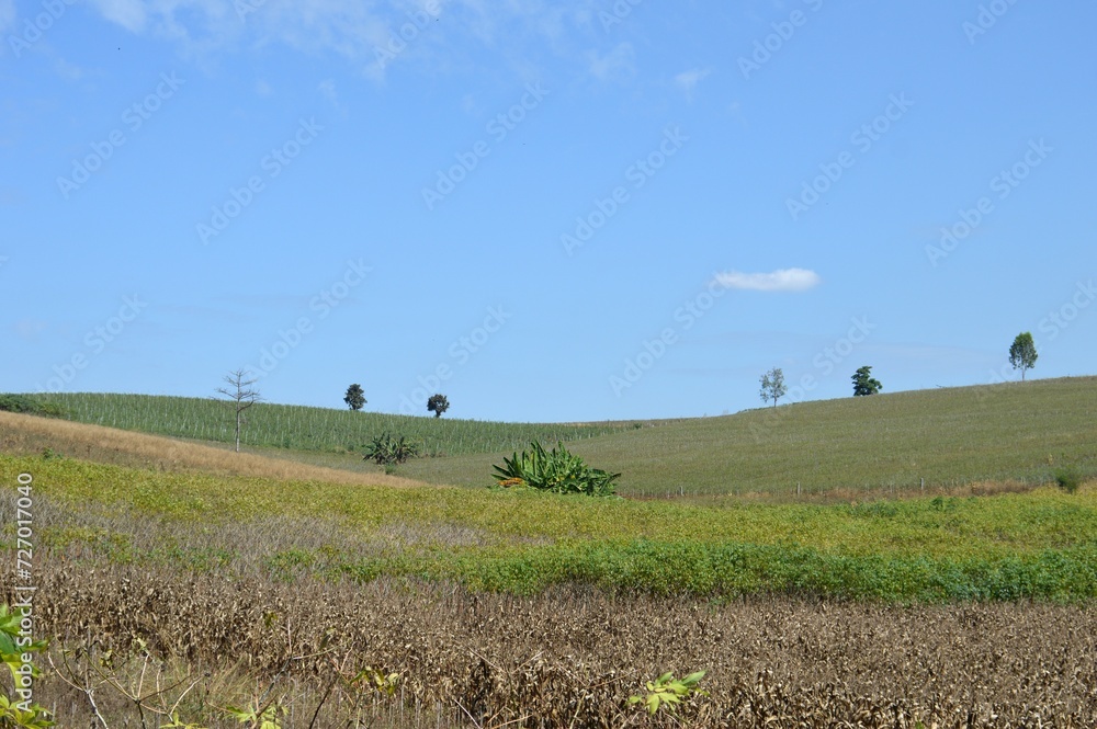 Fototapeta premium field of vegetable and sky