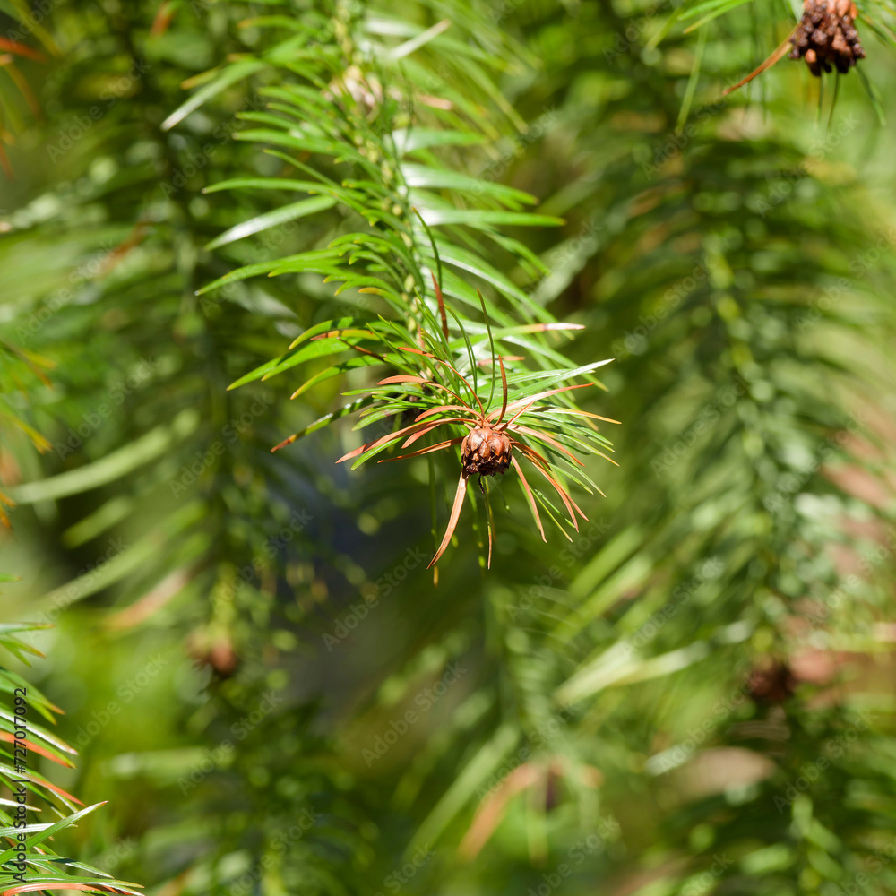 China-fir (Cunninghamia lanceolata). Slighty pendulous branches with green foliage and mature brown-reddish to dark brown oblong seed cones at the shoots ends China-fir (Cunninghamia lanceolata). Slighty pendulous branches with green foliage and mature brown-reddish to dark brown oblong seed cones at the shoots ends