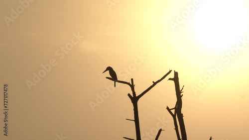 Kingfisher Bird silhouette , sunset time photo