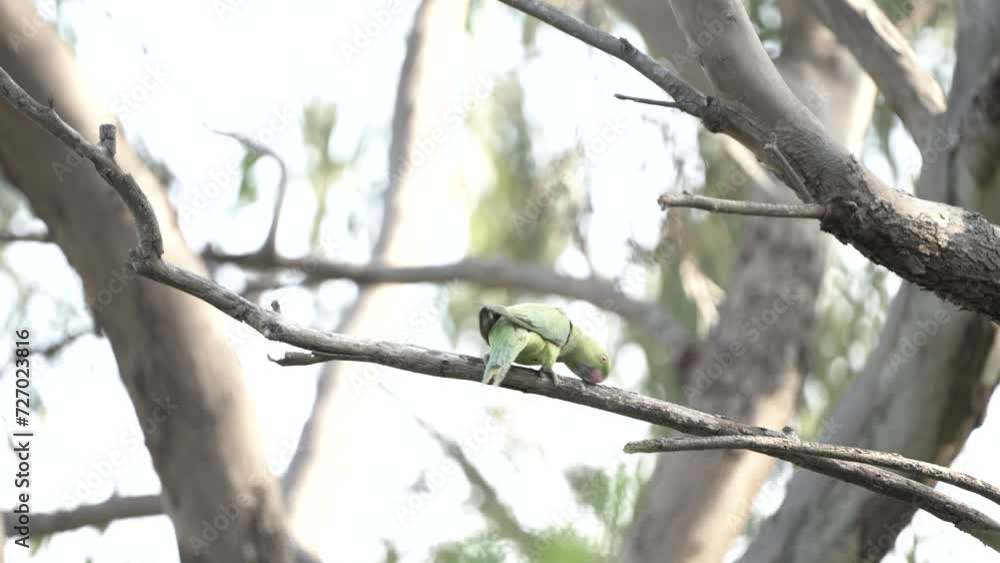 Rose-ringed parakeet bird ,active on tree , green parrot Rose-ringed parakeet bird ,active on tree , green parrot