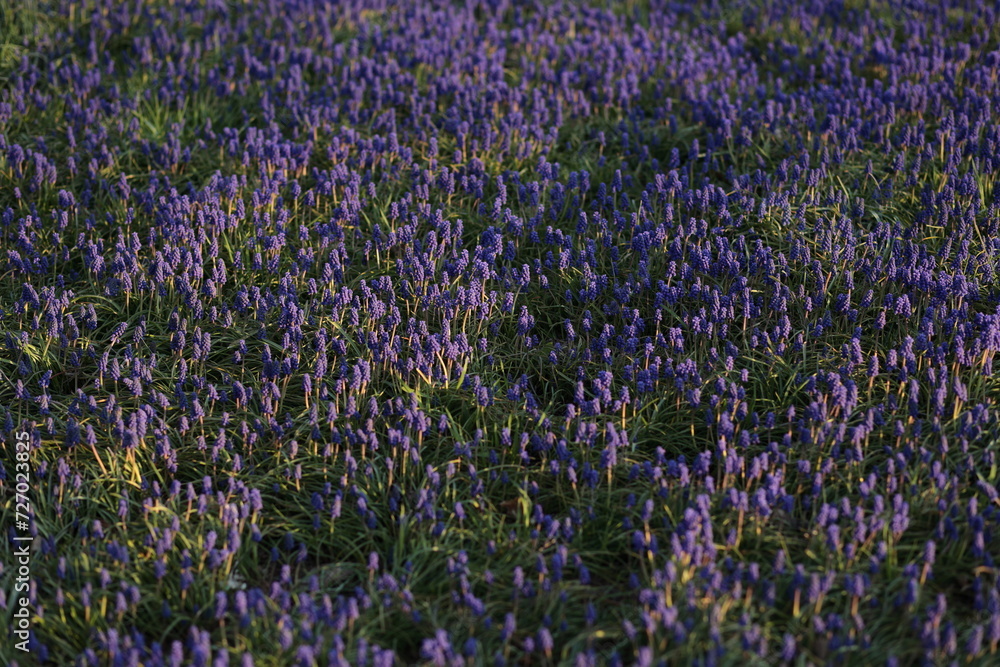 Obraz premium 夕陽に照らされるムスカリの花