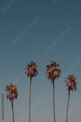 Tropical palm trees against a clear blue sky. Summertime vacation concept