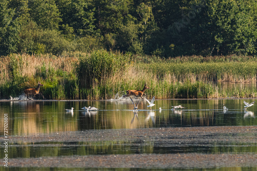 Jelenie przeprawiają się przez staw photo