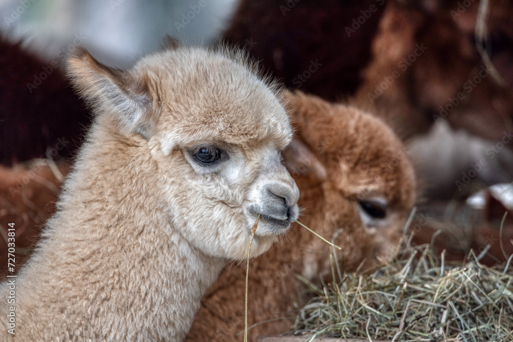 Fototapeta premium Funny alpaca with mouth full of grass