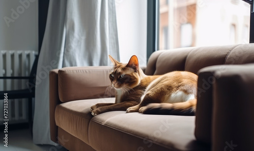 Cat sits on couch in living room. © Vadim