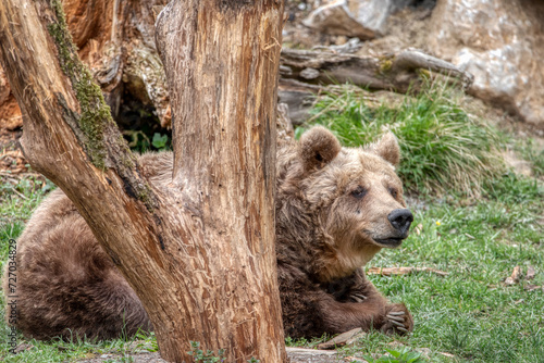 Large brown bear portrait in the woods