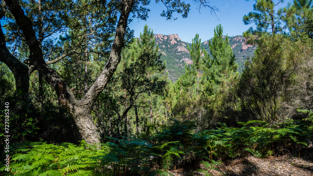 Oak and ferns, Massif de l'Esterel, Provence Oak and ferns, Massif de l'Esterel, Provence