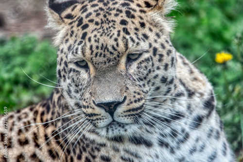 Persian leopard  Panthera pardus saxicolor 
