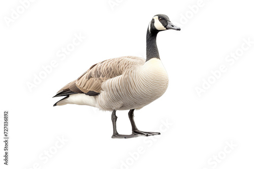 canadian goose in the water on , Isolated on transparent PNG background, Generative ai