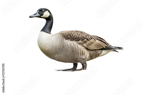 canadian goose in the water on , Isolated on transparent PNG background, Generative ai