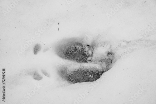 Elk Footprint in the Snow: Winter Wilderness Imprint. Wintry Trace: Elk Hoofprint Embedded in Snowy Landscape. Nature's Whisper: Elk Footprint Etched in Winter Canvas. 

