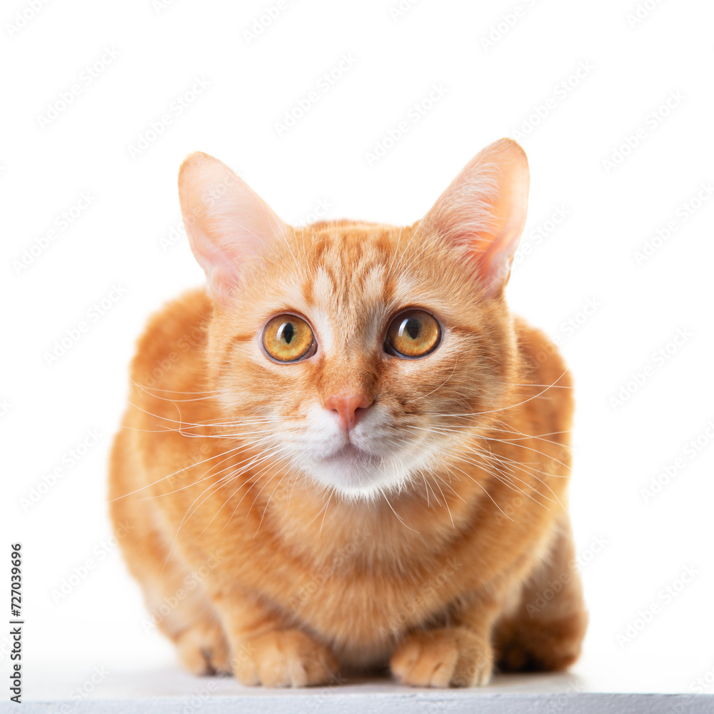 Cute ginger tabby young cat posing at studio over white background