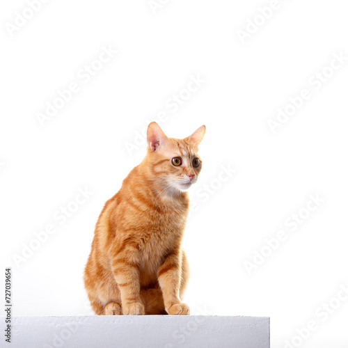 Cute ginger tabby young cat posing at studio over white background